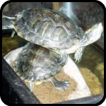 Hot Turtle on Turtle Action Hot Turtle on Turtle Action