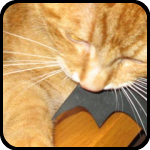 A cat wearing a rubber bat, bARTer Sauce A cat wearing a rubber bat, bARTer Sauce