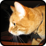 A cat wearing a rubber bat, bARTer Sauce A cat wearing a rubber bat, bARTer Sauce
