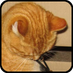 A cat in a box wearing a rubber bat, bARTer Sauce A cat in a box wearing a rubber bat, bARTer Sauce